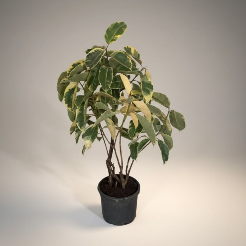 Ficus Tineke Kauçuk